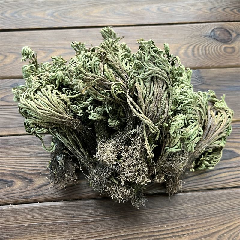 卷柏/山东产地直销/质量保证/亳州线下10年老店