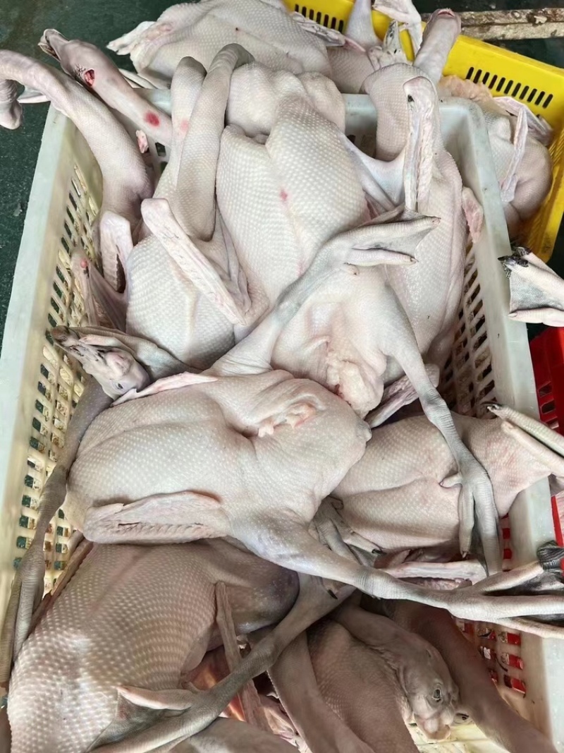 雁鹅，规格齐全厂家批发冷链发货价格不贵