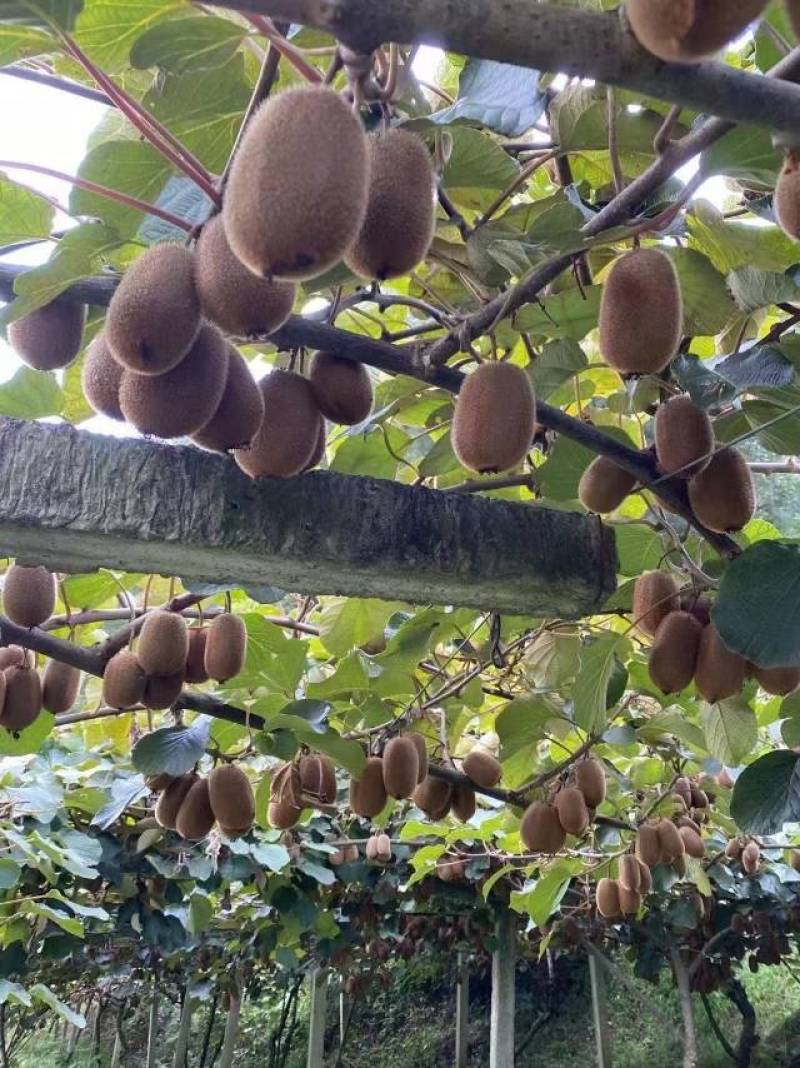 贵州修文猕猴桃