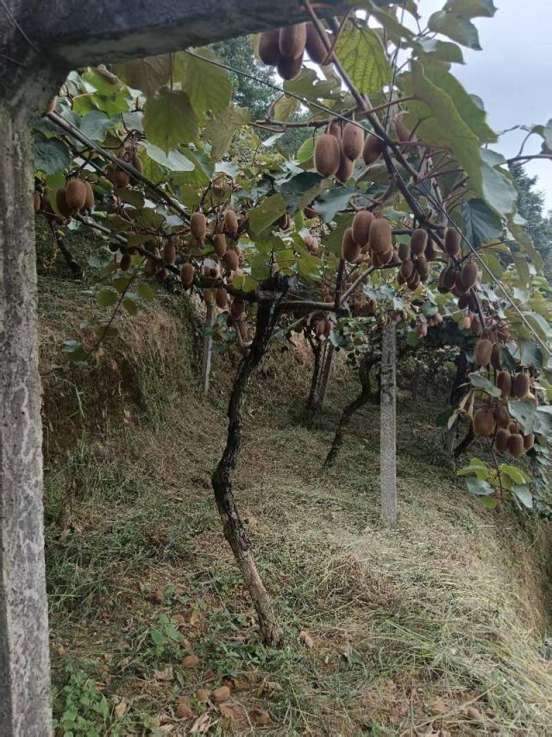 贵州修文猕猴桃