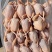鹌鹑规格齐全量大优惠
