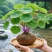 红藤山乌龟金不换植物圆叶景观爬藤圆叶室内盆景盆栽肉肉绿植
