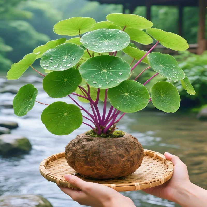 红藤山乌龟金不换植物圆叶景观爬藤圆叶室内盆景盆栽肉肉绿植