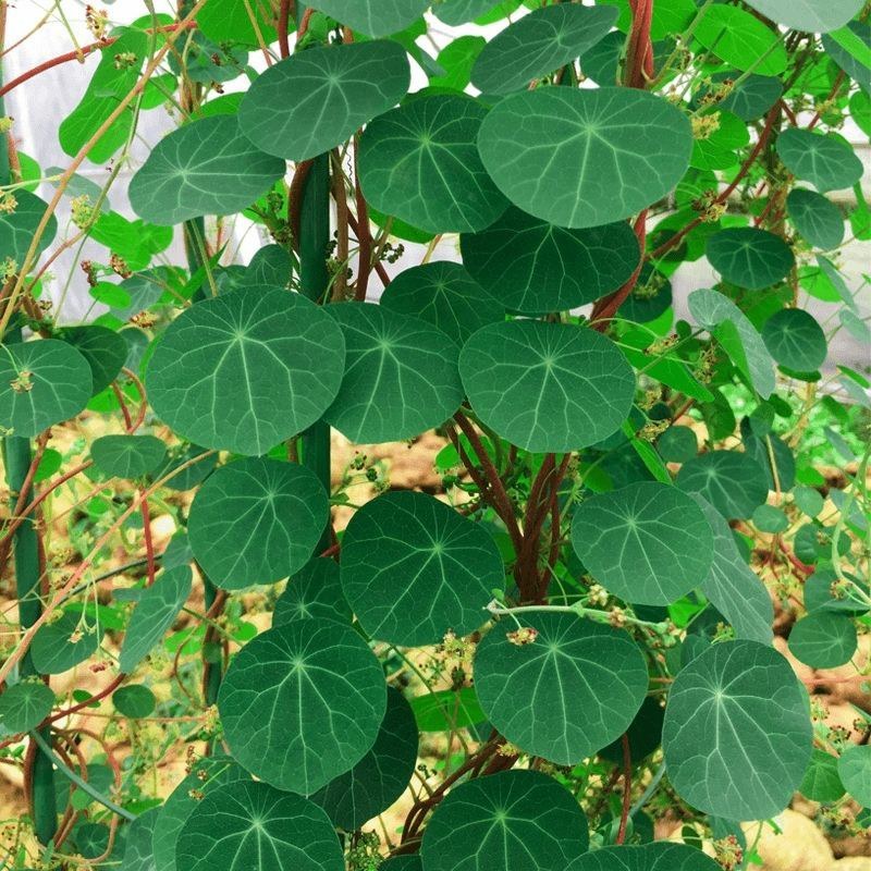 红藤山乌龟金不换植物圆叶景观爬藤圆叶室内盆景盆栽肉肉绿植