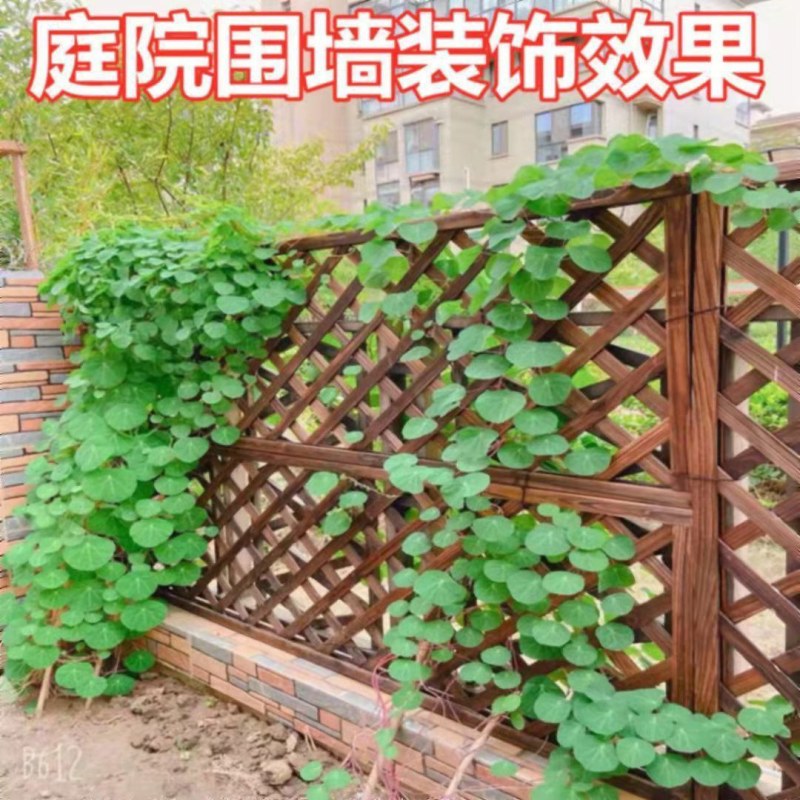 红藤山乌龟金不换植物圆叶景观爬藤圆叶室内盆景盆栽肉肉绿植