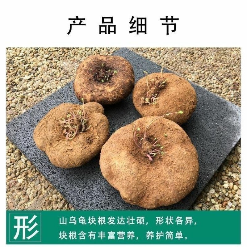 红藤山乌龟金不换植物圆叶景观爬藤圆叶室内盆景盆栽肉肉绿植