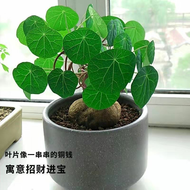 红藤山乌龟金不换植物圆叶景观爬藤圆叶室内盆景盆栽肉肉绿植