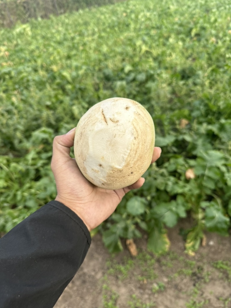 东北大芥菜保质保量需要联系全国发货
