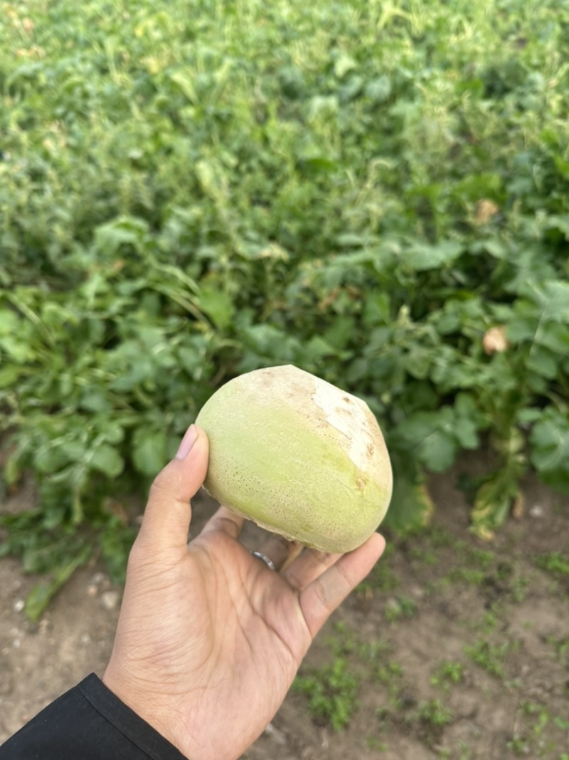 东北大芥菜保质保量需要联系全国发货