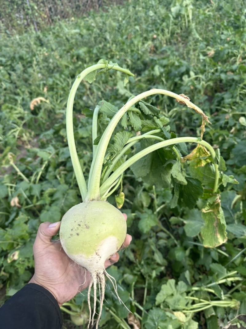 东北大芥菜保质保量需要联系全国发货