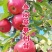 果园直发苹果苗早熟鲁丽月香红思尼克等乔化矮化包成活率