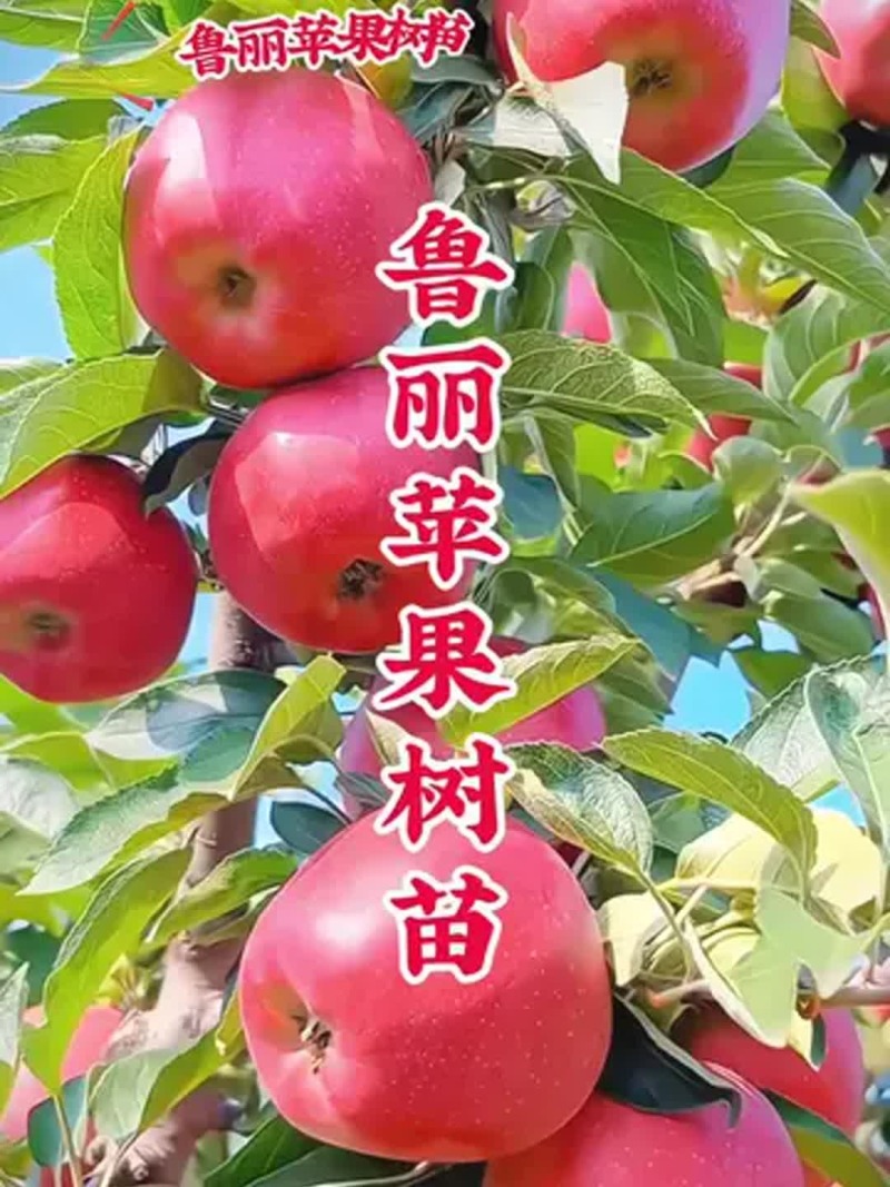 果园直发苹果苗早熟鲁丽月香红思尼克等乔化矮化包成活率