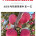 果园直发苹果苗早熟鲁丽月香红思尼克等乔化矮化包成活率