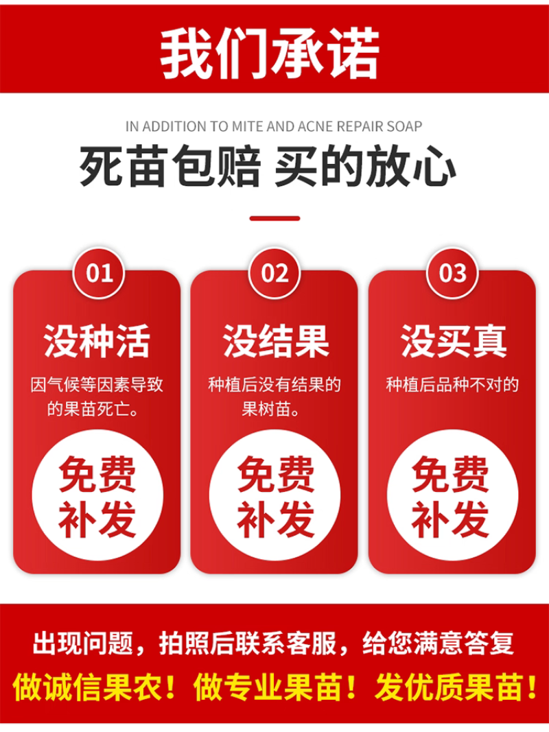 果园直发苹果苗早熟鲁丽月香红思尼克等乔化矮化包成活率