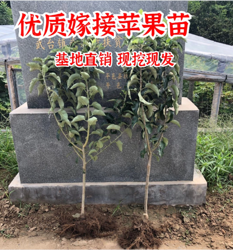 果园直发苹果苗早熟鲁丽月香红思尼克等乔化矮化包成活率