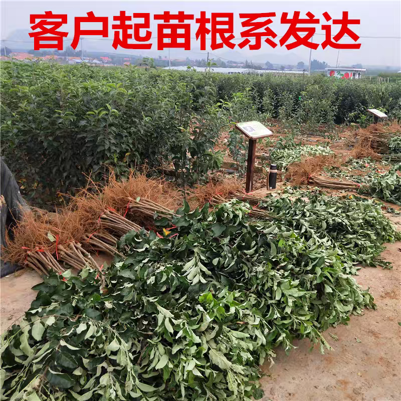 果园直发苹果苗早熟鲁丽月香红思尼克等乔化矮化包成活率