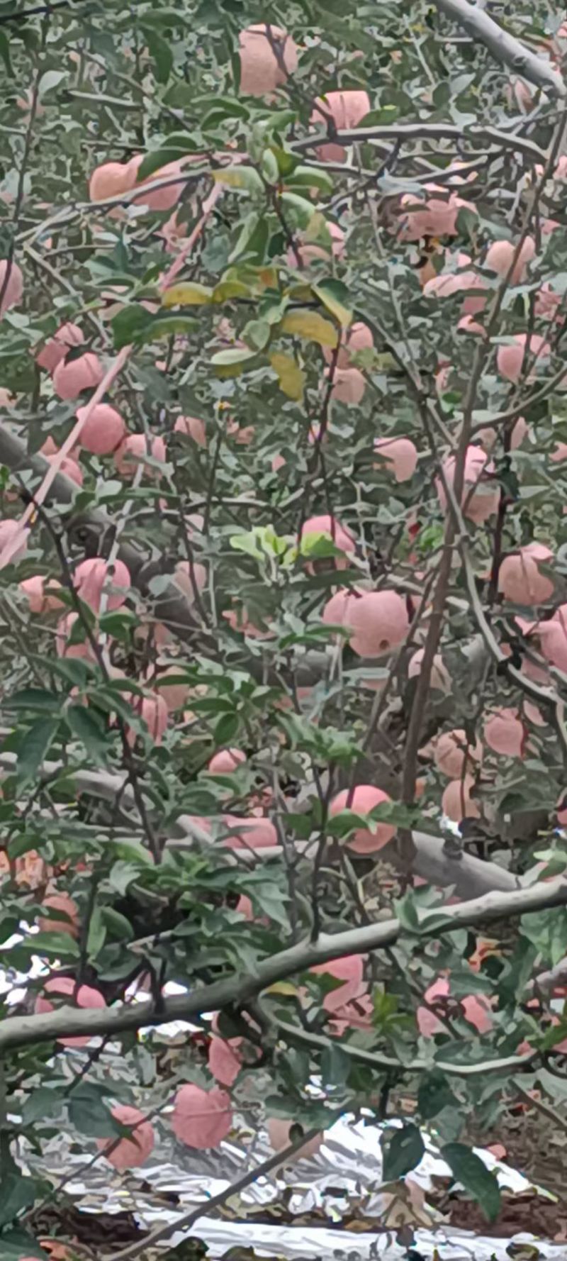 陕西精品红富士苹果脆甜双口，对接超市，批发市场，商超