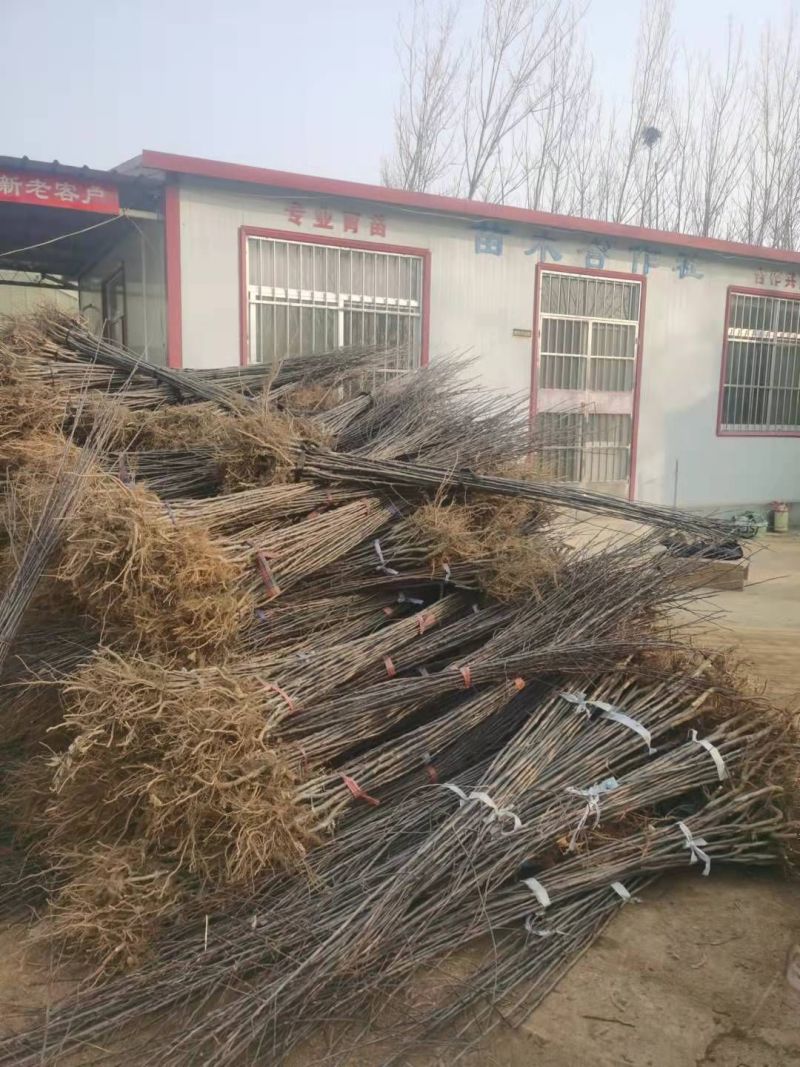 果园直发苹果苗早熟鲁丽月香红思尼克等乔化矮化包成活率