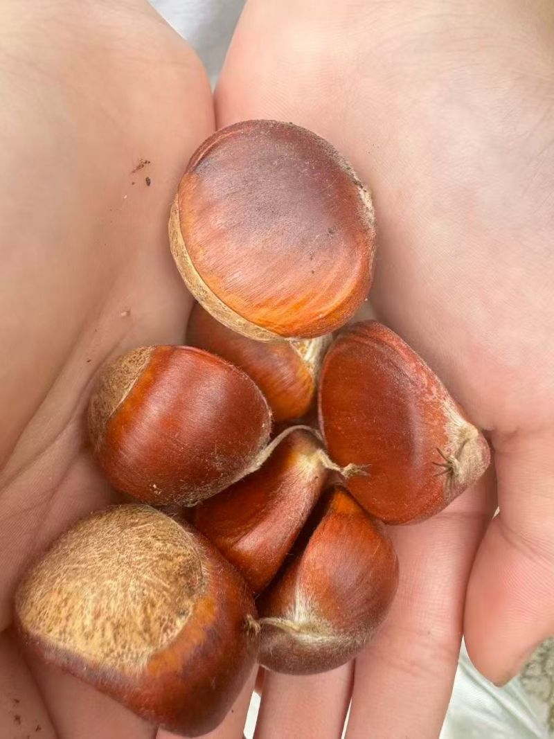 板栗，对接电商，加工厂，产地一手货源，价格便宜，质量保障