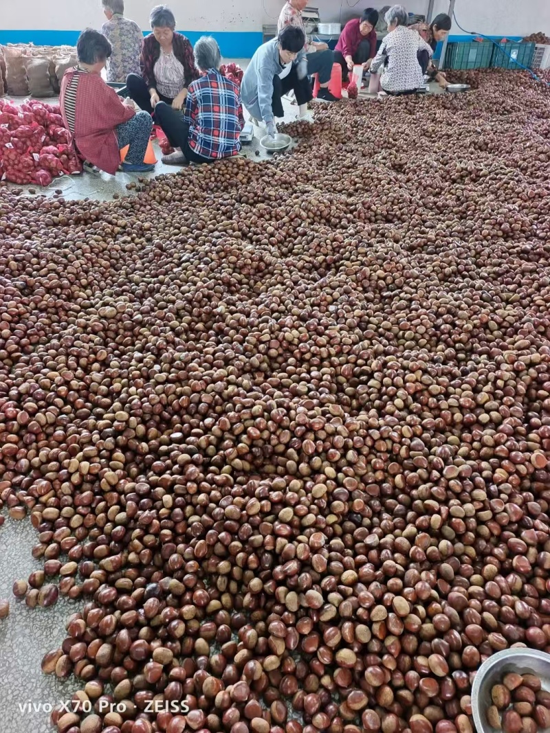 板栗，对接电商，加工厂，产地一手货源，价格便宜，质量保障