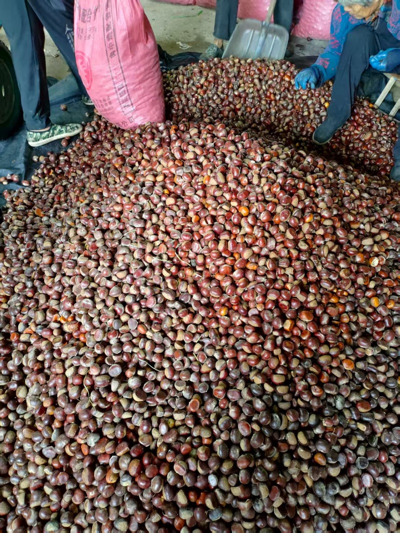板栗，对接电商，加工厂，产地一手货源，价格便宜，质量保障