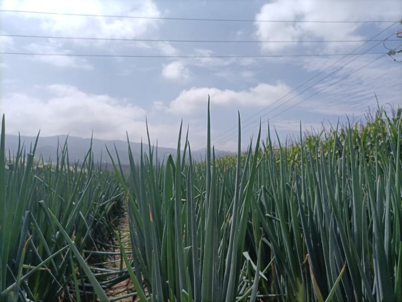 铁杆大葱山西大葱产地直供辛辣十足口感浓郁