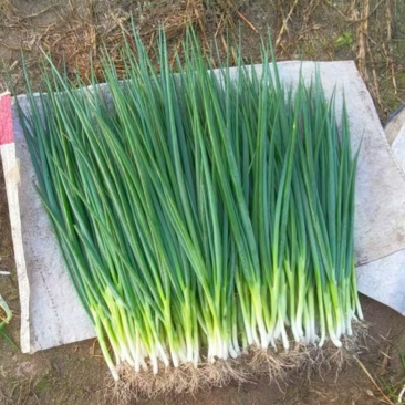农家肥种植精品小葱，绿色天然，健康美味无农药化肥精品