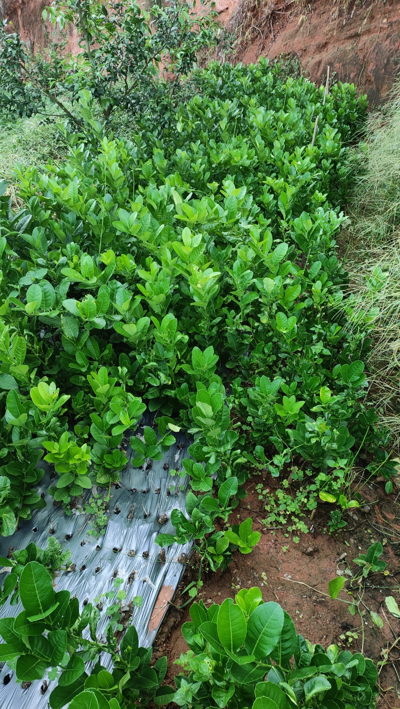 川佛手苗产地一手货源量大从优价格美丽欢迎联系