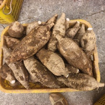 广西大型葛根基地直销，大中小任选，货发全国！