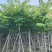 大叶紫薇8～10～12分，需要联系[握手][握手]