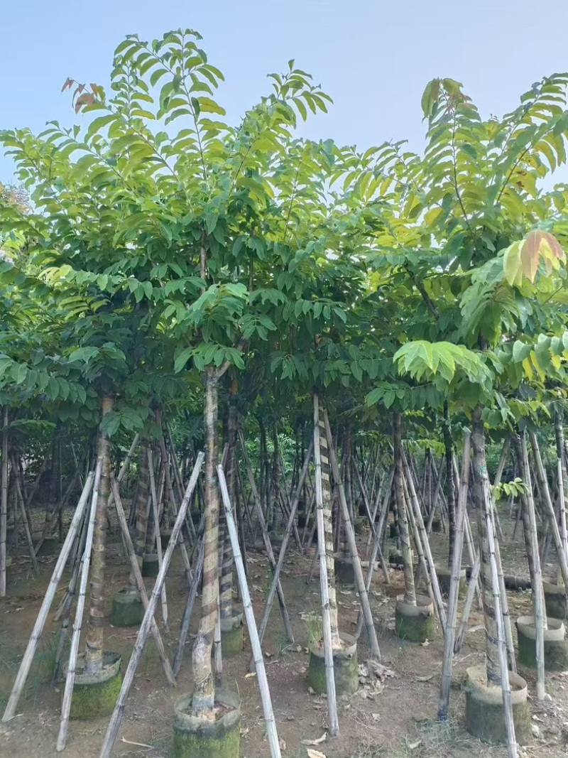 大叶紫薇8～10～12分，需要联系[握手][握手]