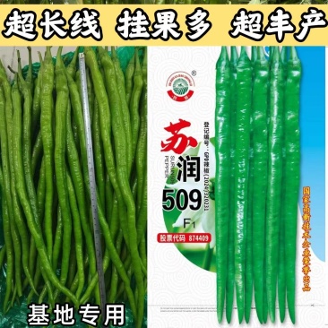 苏润509线椒种子早中熟绿色加长条椒中辣高品质辣椒种子