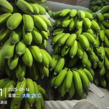 高州粉蕉,香蕉产地直供,专业代收购,代发货!