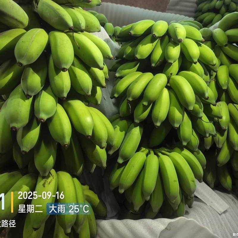 高州粉蕉，香蕉产地直供，专业代收购，代发货！
