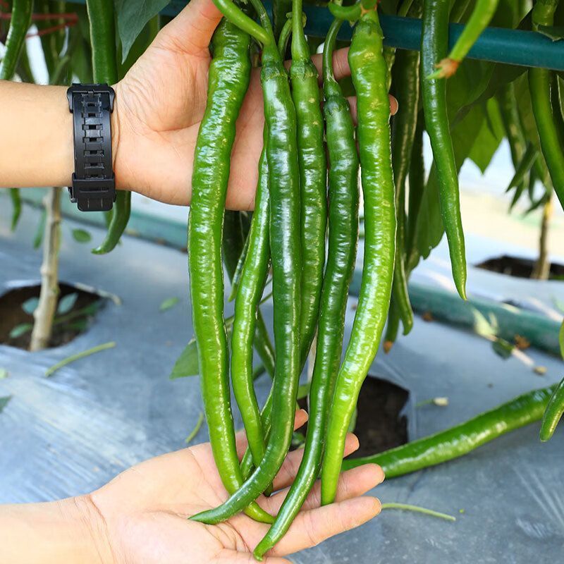 苏润509线椒种子早中熟绿色加长条椒中辣高品质辣椒种子