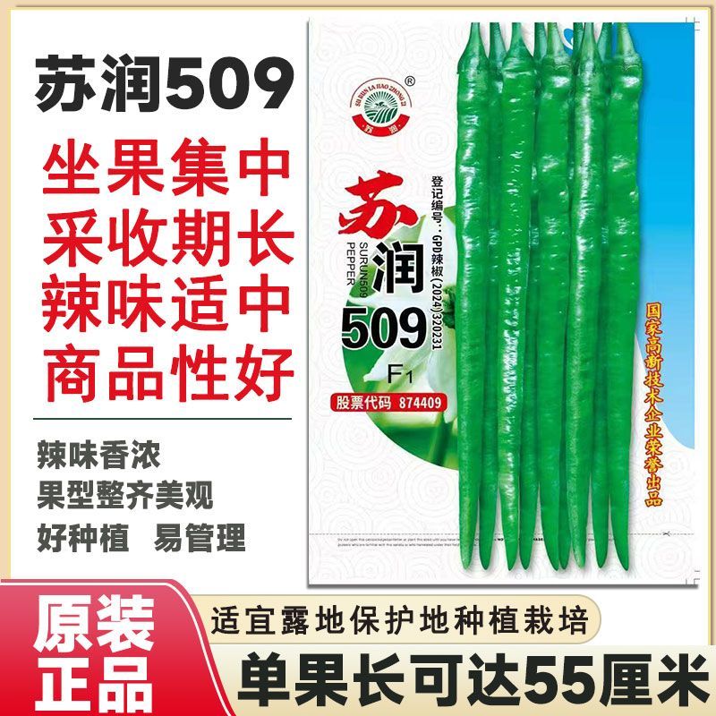 苏润509线椒种子早中熟绿色加长条椒中辣高品质辣椒种子