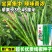 苏润509线椒种子早中熟绿色加长条椒中辣高品质辣椒种子