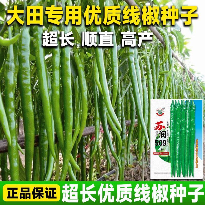 苏润509线椒种子早中熟绿色加长条椒中辣高品质辣椒种子