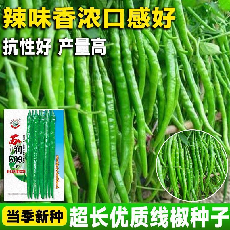 苏润509线椒种子早中熟绿色加长条椒中辣高品质辣椒种子