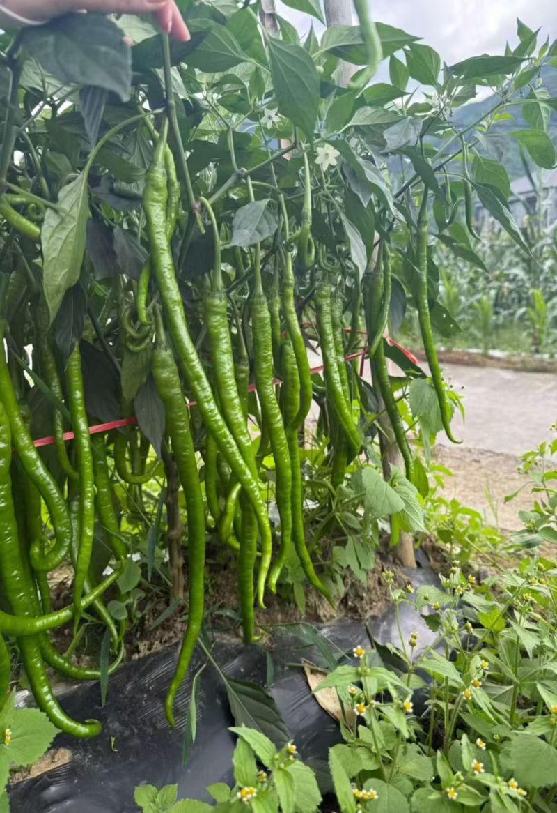 苏润509线椒种子早中熟绿色加长条椒中辣高品质辣椒种子