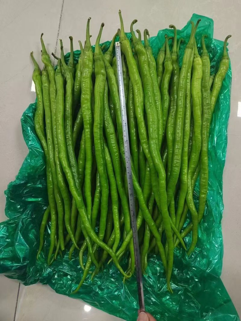 苏润509线椒种子早中熟绿色加长条椒中辣高品质辣椒种子
