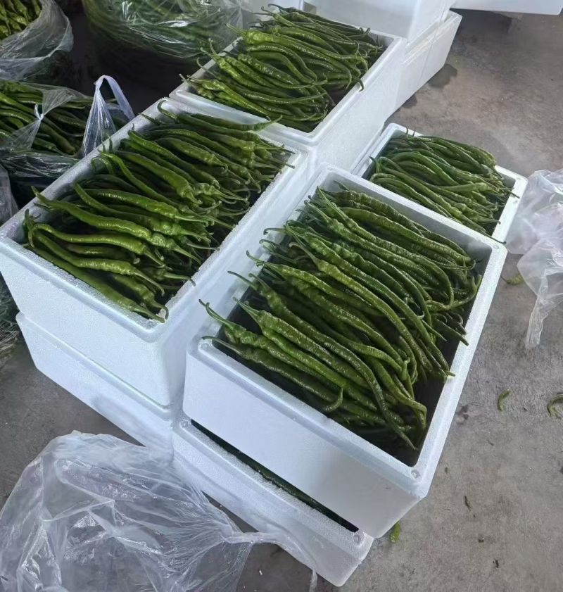 苏润509线椒种子早中熟绿色加长条椒中辣高品质辣椒种子