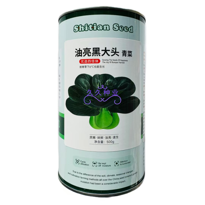 油亮黑大头青菜种子耐寒高产短梗束腰甜糯大叶矮脚油亮黑青菜