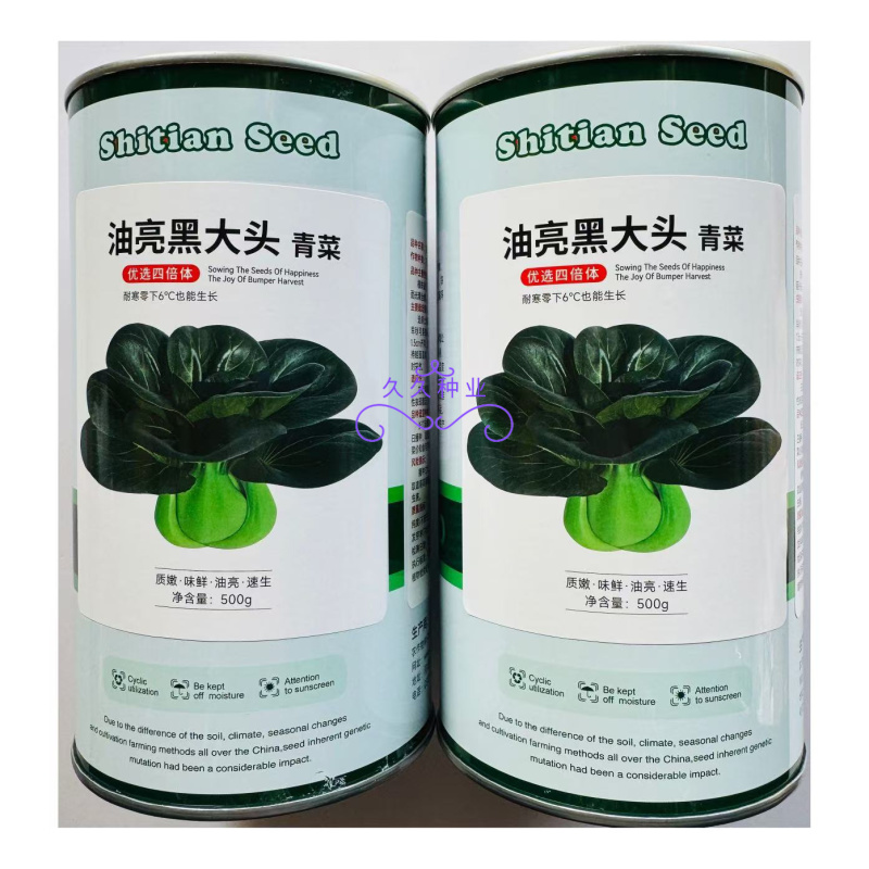 油亮黑大头青菜种子耐寒高产短梗束腰甜糯大叶矮脚油亮黑青菜