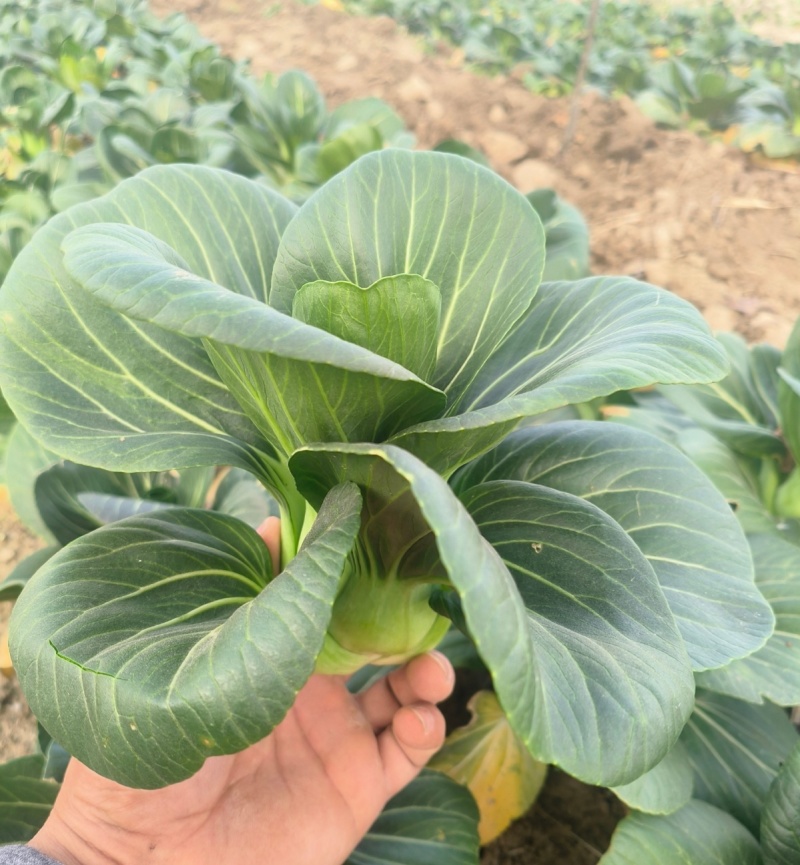 油亮黑大头青菜种子耐寒高产短梗束腰甜糯大叶矮脚油亮黑青菜