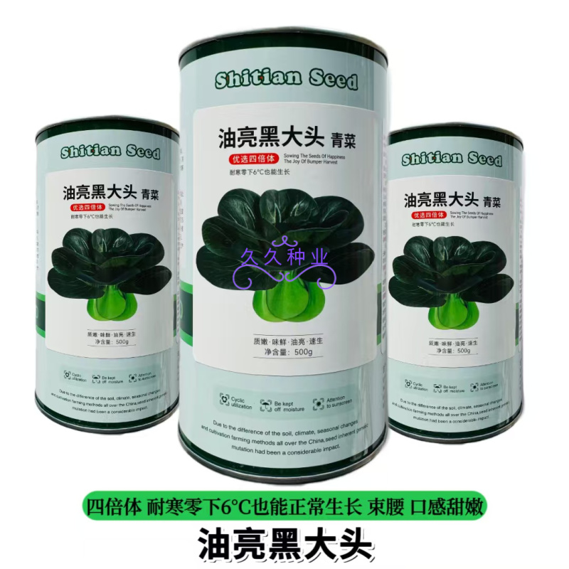 油亮黑大头青菜种子耐寒高产短梗束腰甜糯大叶矮脚油亮黑青菜