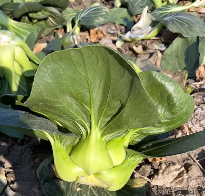 油亮黑大头青菜种子耐寒高产短梗束腰甜糯大叶矮脚油亮黑青菜