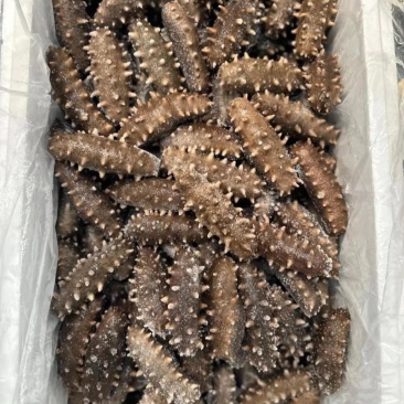 精品辽参