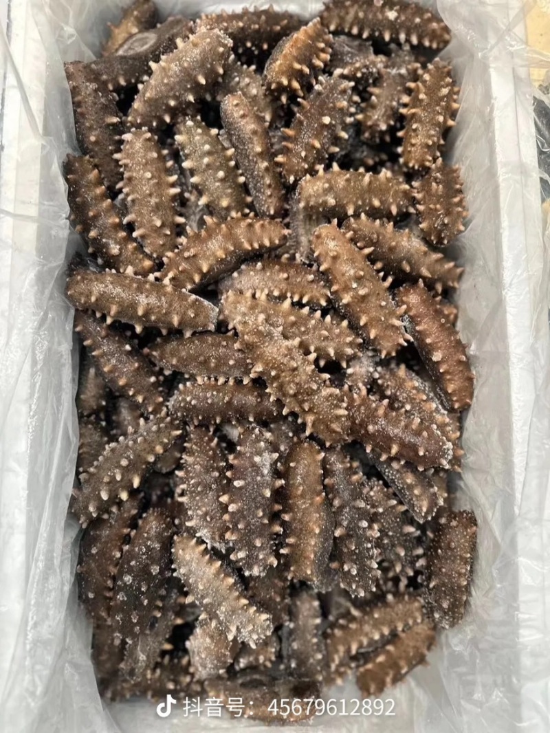 精品辽参
