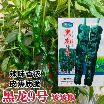 黑龙9号皱皮椒种子特辣小皱皮辣椒种子高产皮薄黑绿皱皱辣种